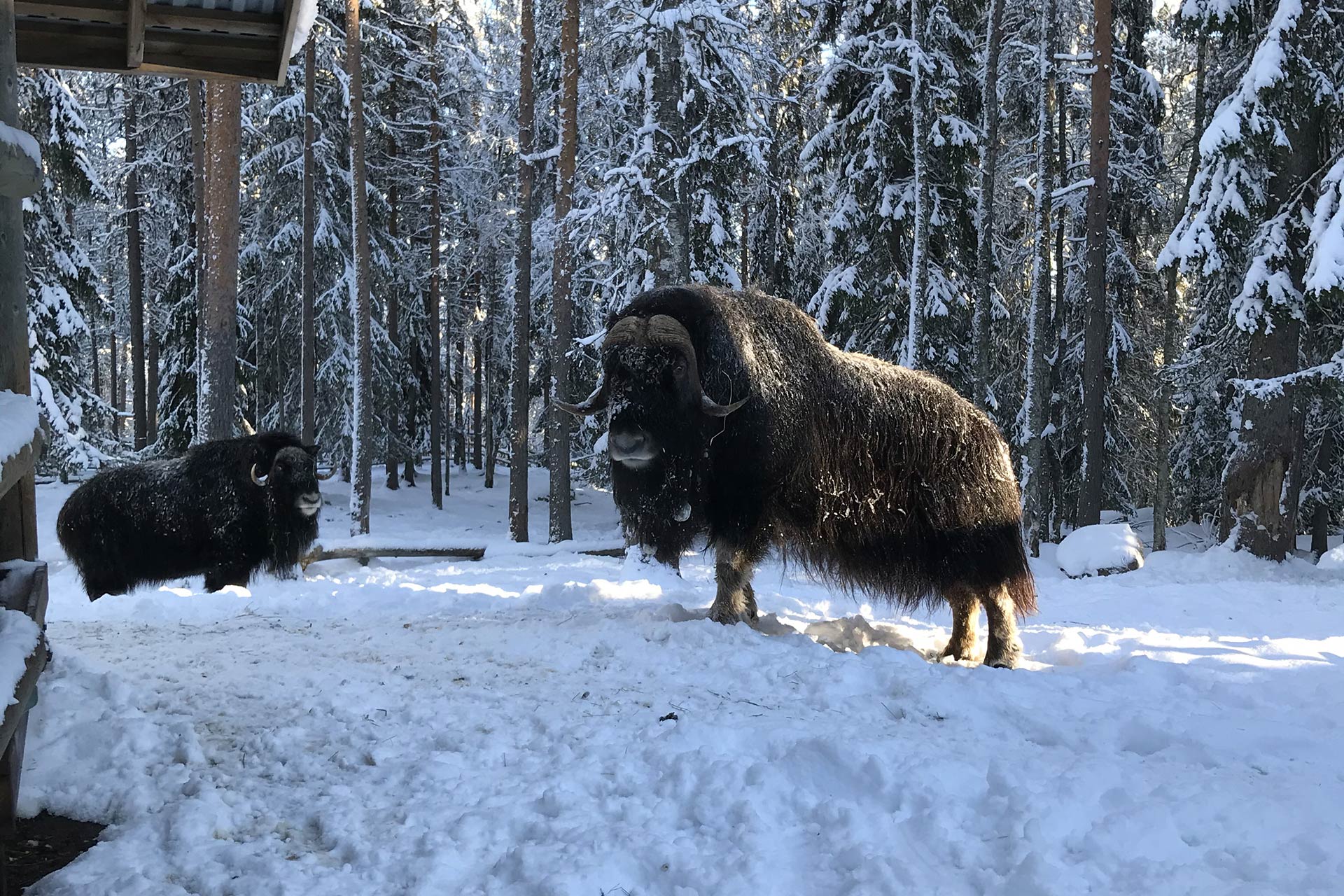 bison-1920×1280