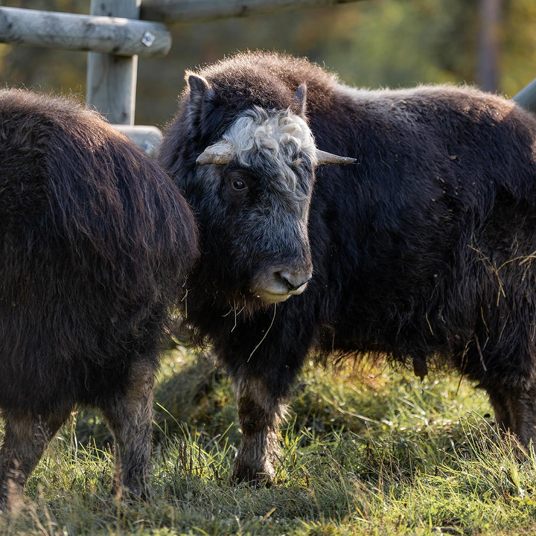 Ox