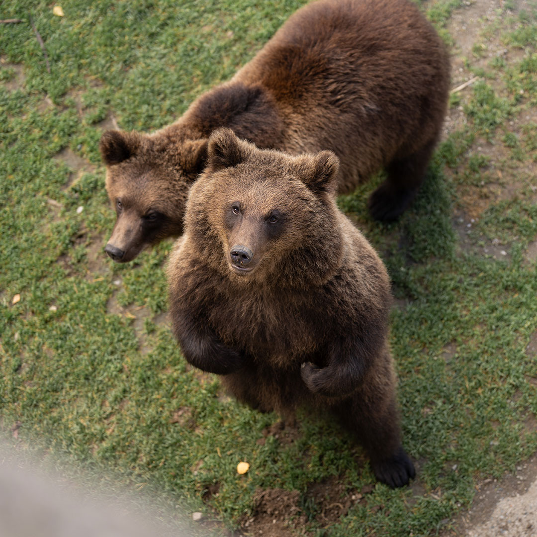 Brown Bear - Lycksele Djurpark