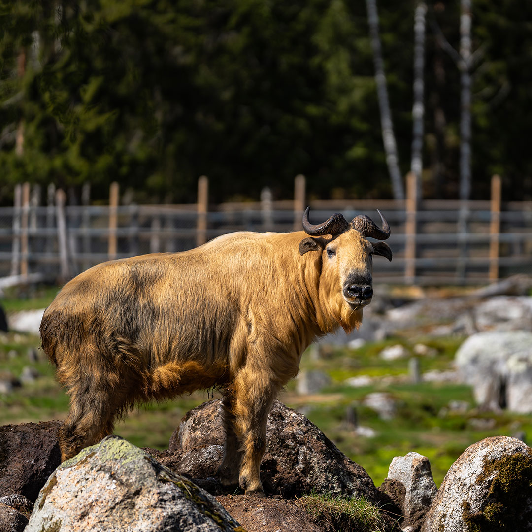 Golden takin